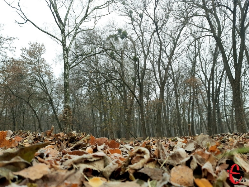 За прогнозами синоптиків, 22 листопада в Хмельницькій області буде похмуро та місцями дощитиме