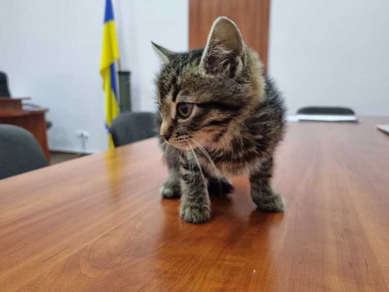 У коридорах міської ради можна зустріти маленьку кішку