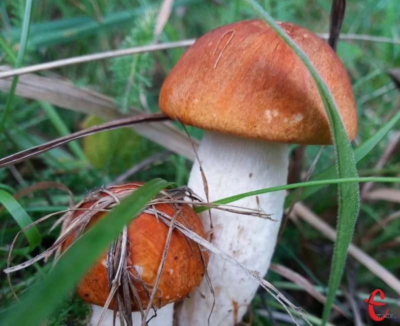 Іноді навіть їстивні гриби можуть стати причиною отруєння