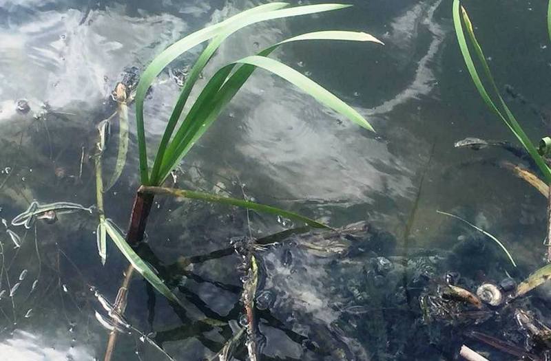 Місцеві жителі фіксують скид нечистот у річку Случ. Фото: з Фейсбуку