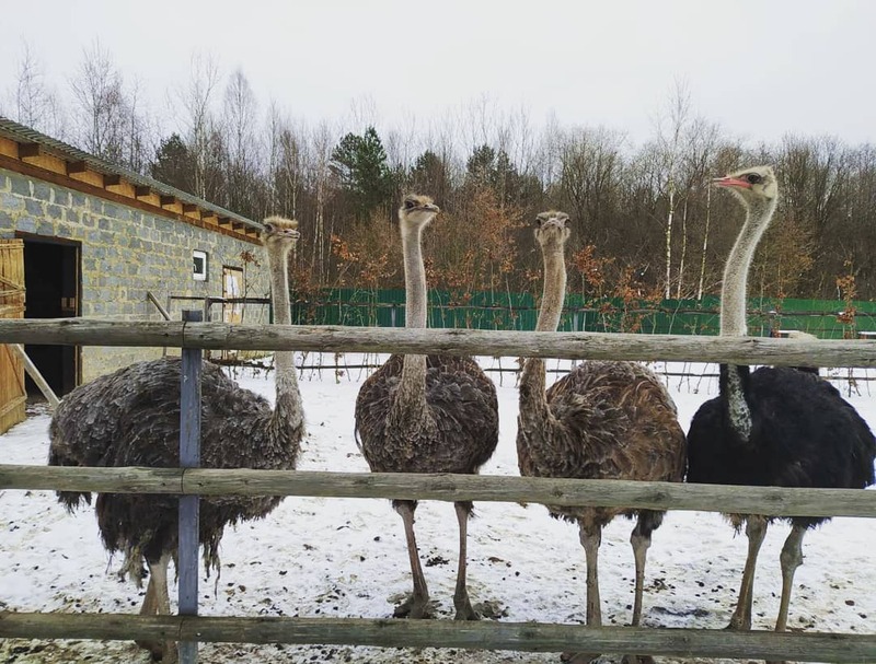 Після демобілізації Сергій Швець повернувся до давнього задуму - відкрив страусину ферму