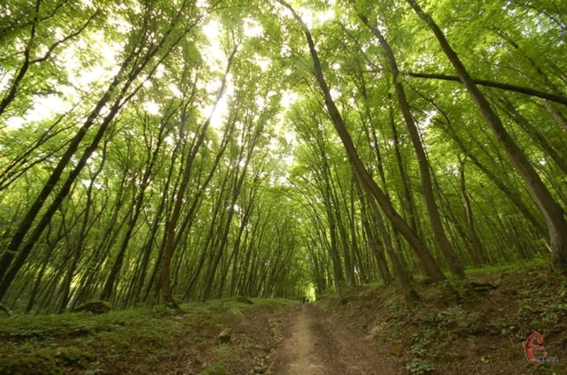 На Кармалюковій горі, що неподалік Привороття Кам’янець-Подільського району, є чарівний ліс