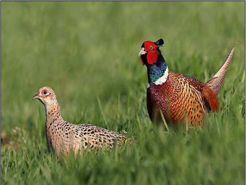 Випустивши фазанів на волю, мисливці не полишають птахів напризволяще