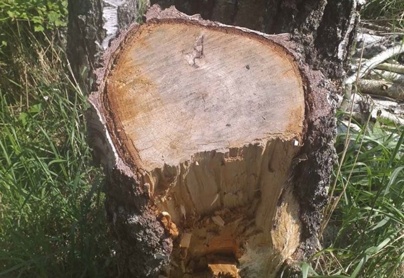 На території Деражнянського району виявлено незаконну рубку 116 дерев