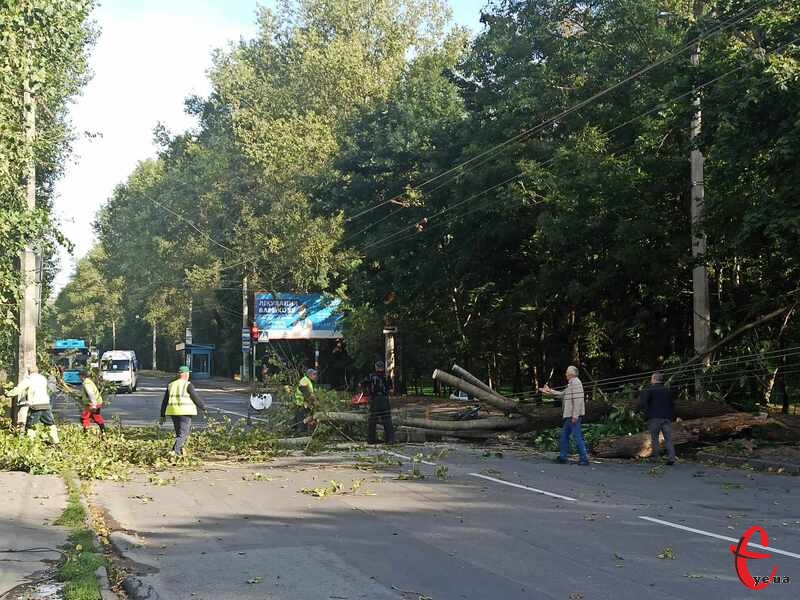 Дерево вже прибирають з дороги