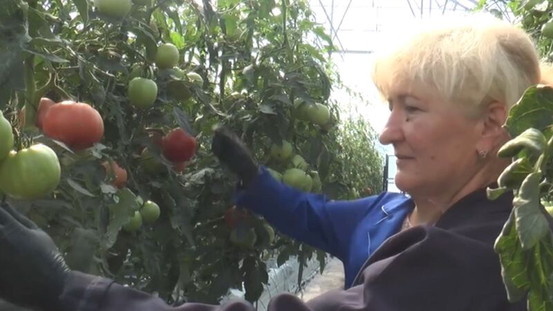 У теплицях ВПУ №11 вирощують сорт помідорів під назвою «Мануса 1F»