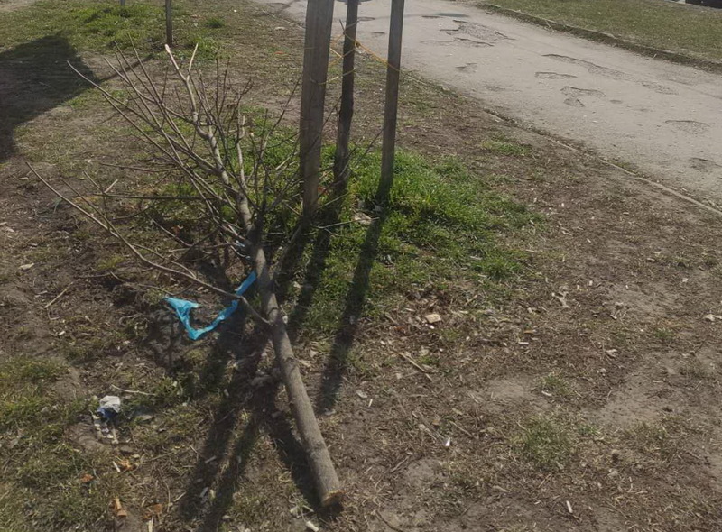 Невідомі пошкодили дерева на вулиці Князів Коріатовичів