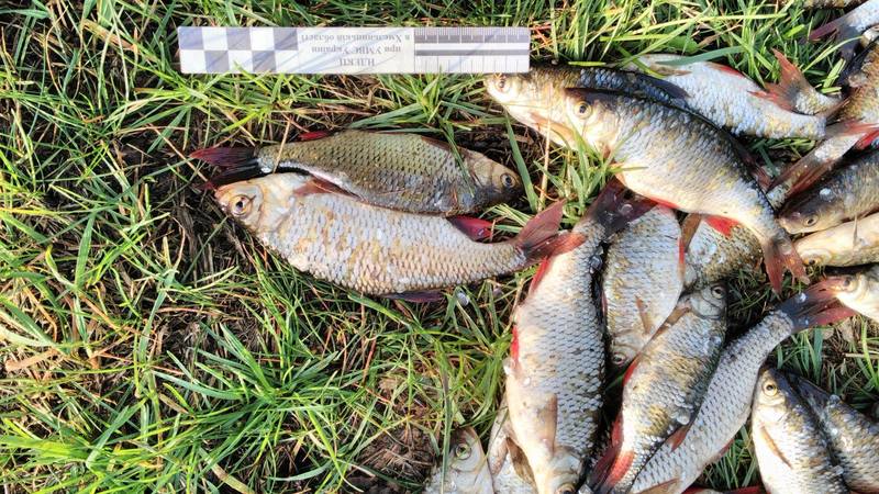  72 штуки різних видів риб опинились у сітці