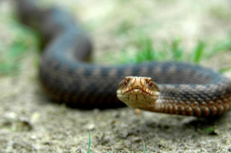 Найпоширеніша отруйна змія в нашій області - гадюка звичайна