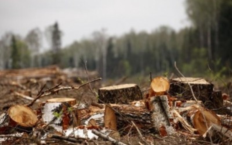 На території Старокостянтинівського району виявлено незаконну рубку дерев