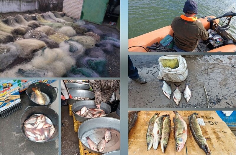 Збитки, завдані рибному господарству за березень, склали понад 50 тисяч гривень