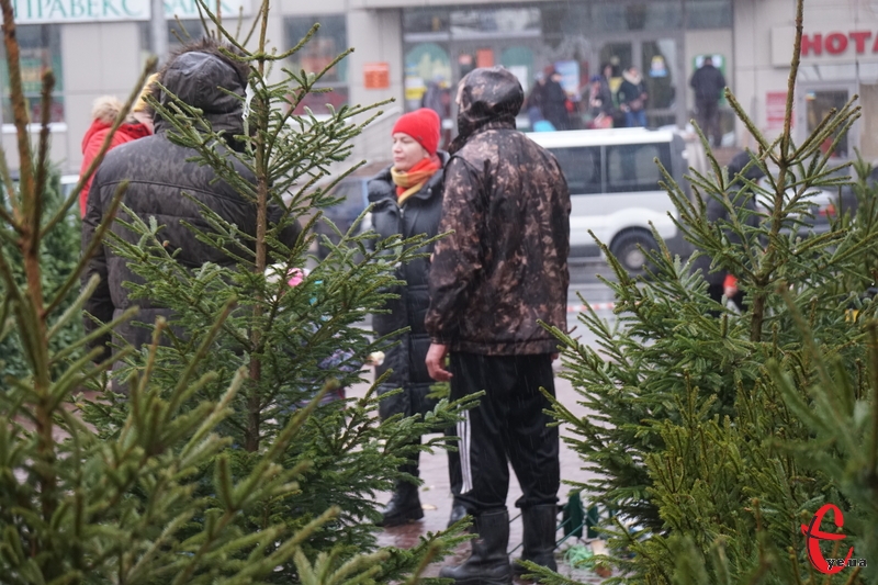 У Хмельницькому біля підземного переходу, який в центрі міста, почали продавати хвойні дерева