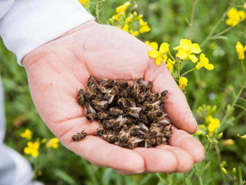За два дні загинули сотні бджолосімей