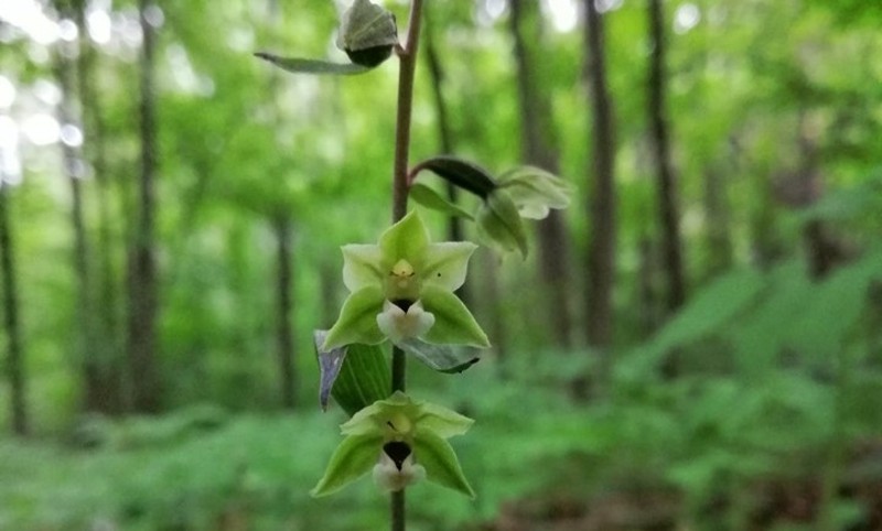 На території Національного природного парку «Мале Полісся» зростає 7 видів орхідей