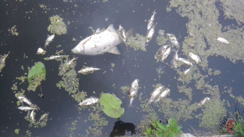 Риба загинула в річці Случ