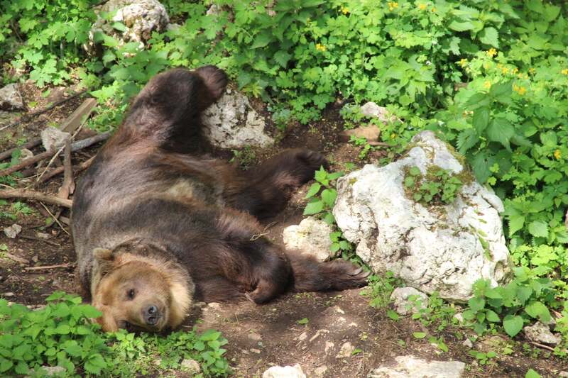 Ведмедів з Харківщини поселять у лісових вольєрах, де раніше знайшли прихисток ведмеді з усієї України