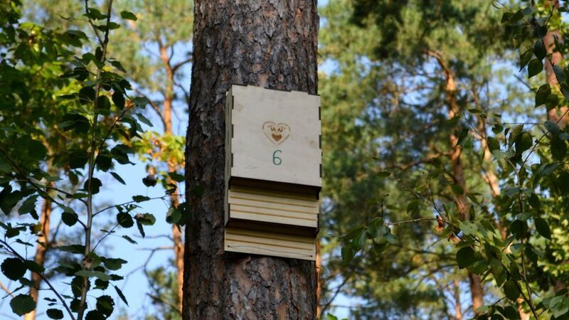 Будиночки для кажанів у нацпарку «Мале Полісся» встановили у межах екологічної акції «Подаруй оселю кажану»