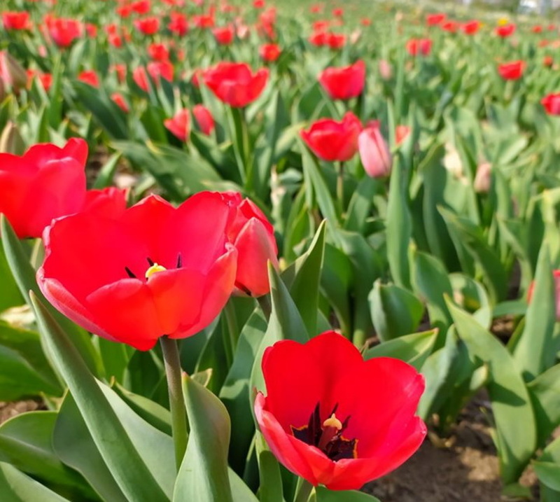 У родині, яка вирощує тюльпани, кажуть, що квіти стали туристичною локацією поневолі