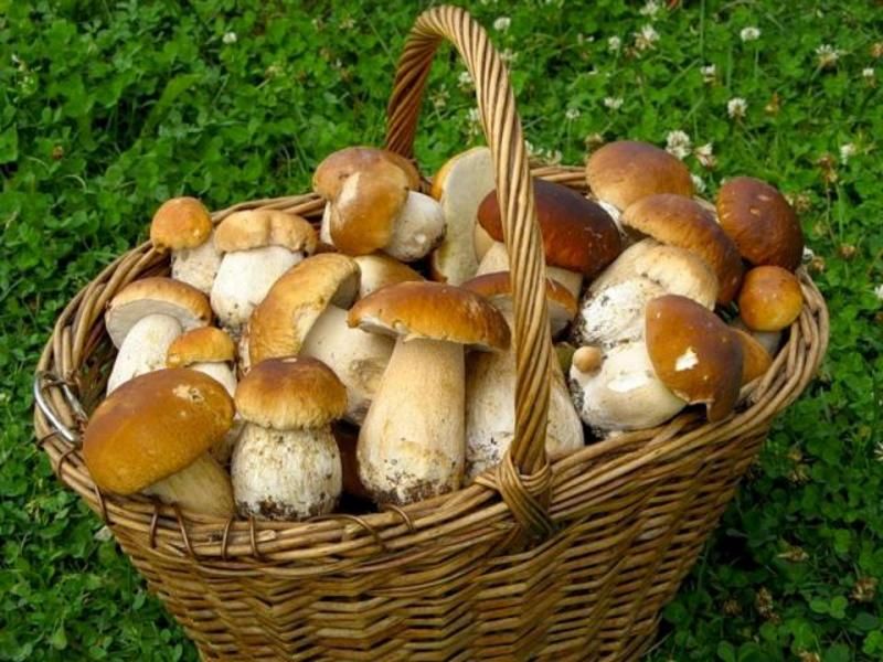 Багато людей ставляться до збору грибів досить легковажно, кладучи до своїх кошиків поряд зі знайомими їстівними й ті, які вперше бачать.