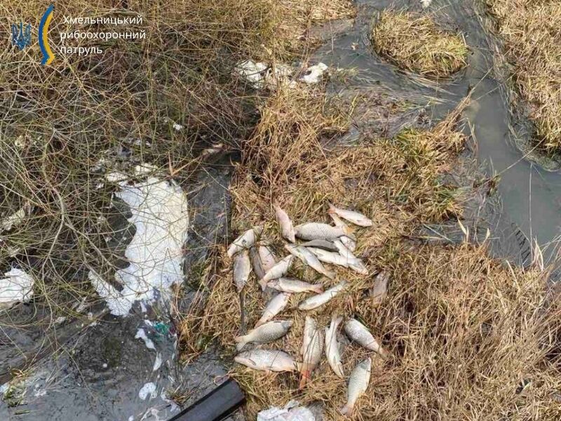 Масову загибель риби виявили на річці Мшанець біля Чорного Острова