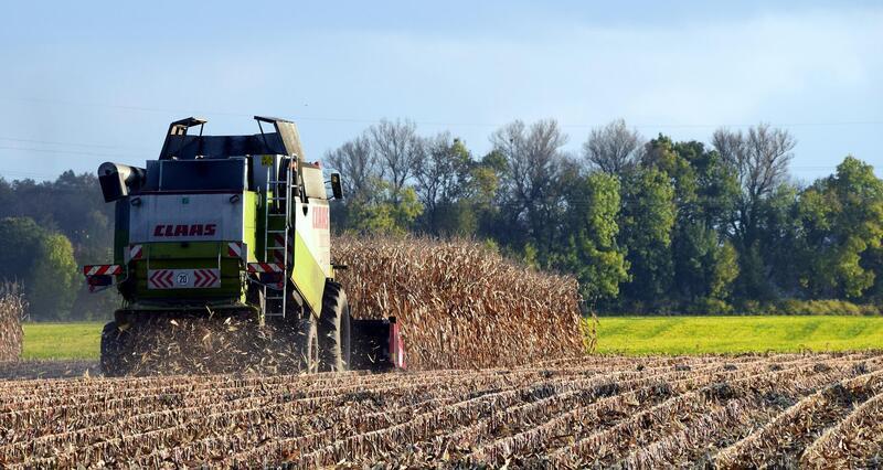 Загальна площа знищеного врожаю кукурудзи склала 0,3209 гектара