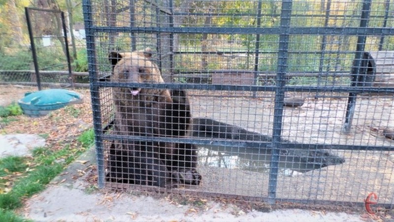У зоокутку в парку Чекмана залишився лише один ведмідь