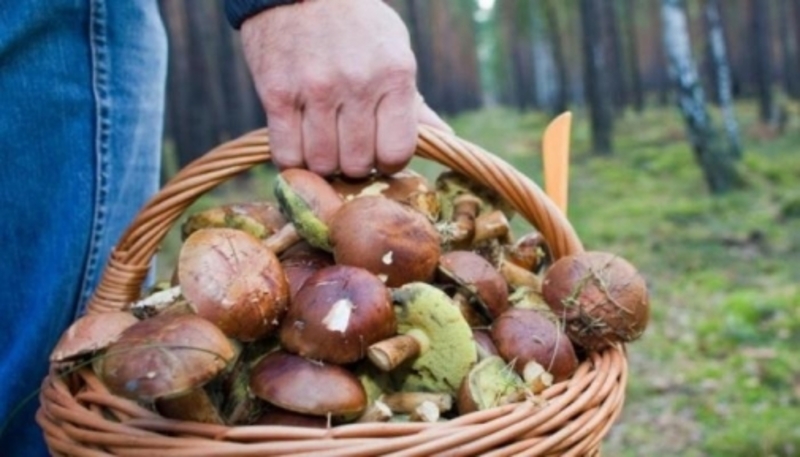 Люди їли гриби, які назбирали на полі та в лісі