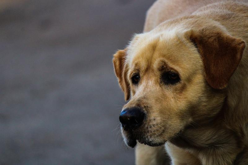 Для годування безпритульних собак у Нетішині відвели три спеціальні майданчики