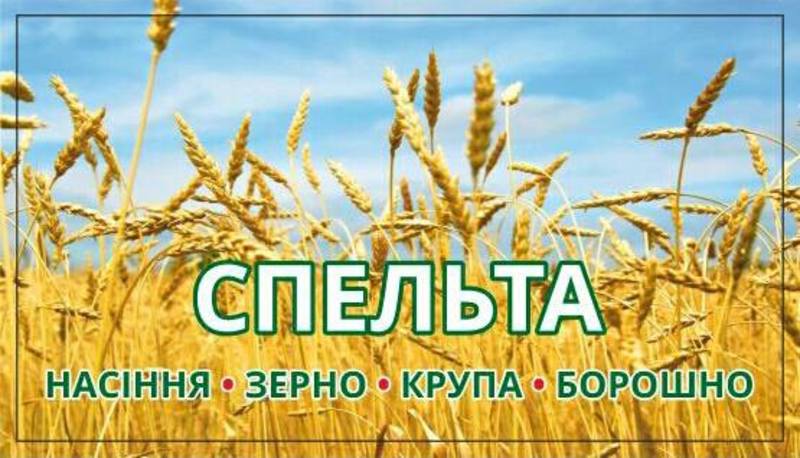 Спельта - прасорт сучасної пшениці