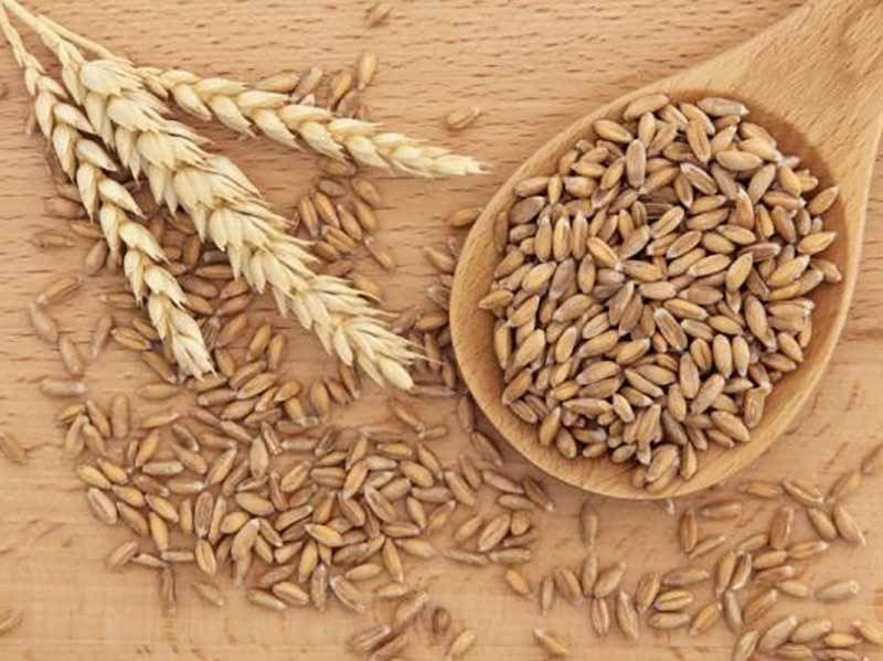 Спельта - прасорт сучасної пшениці (Автор: zemledar.ua)