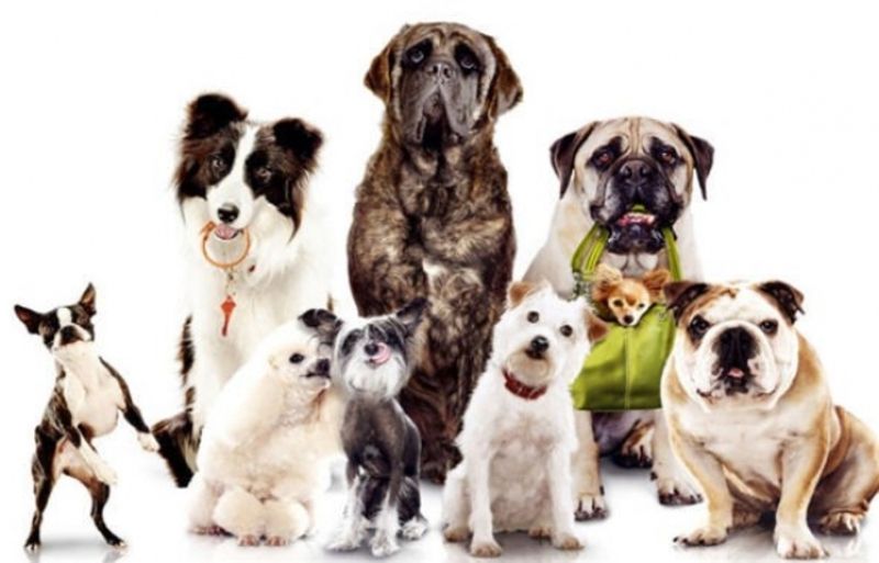 Запрошує Хмельницький обласний клуб собаківництва (Автор: http://www.mukachevo.net)