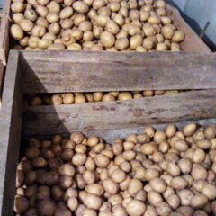продам картоплю