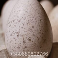 Інкубаційні яйця індичок Біг 6